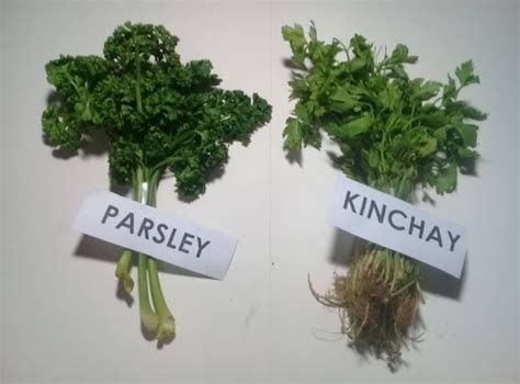 kinchay in english|kinchay parsley.